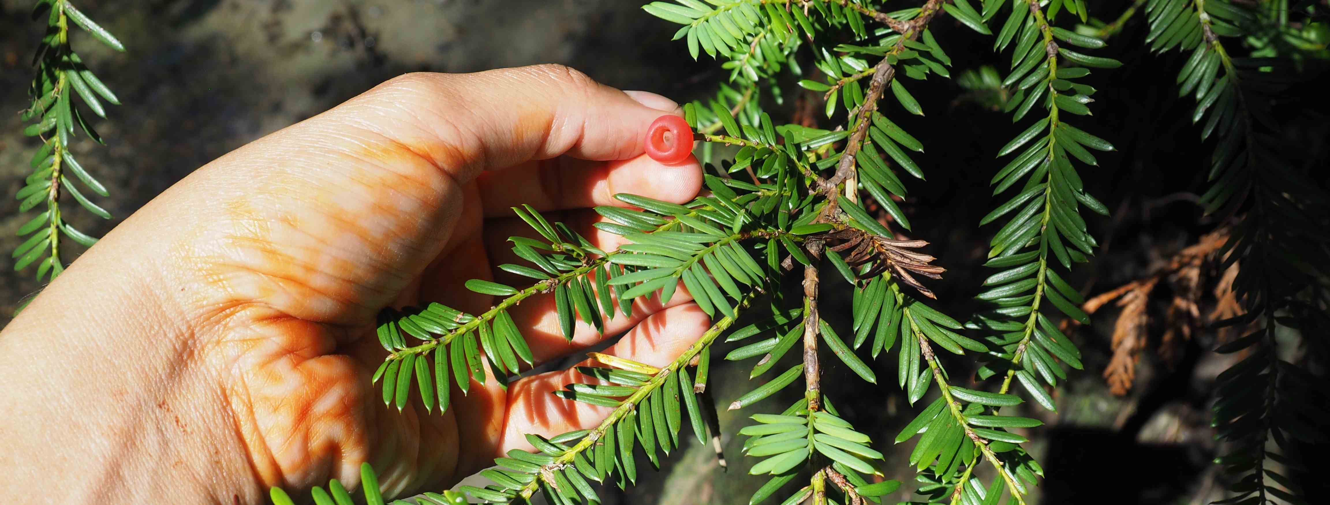 Harvesting wild plants from nature for food and medicine allows us to live in direct connection with the earth. True conservation grows from understanding the priceless value of the natural world. 